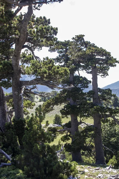 So called Garden of Gods in Pollino National park, where  the Bosnian pine, or Pinus Leucodermis lives, Basilicata , Italy