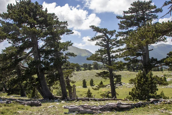 Called Garden Gods Pollino National Park Bosnian Pine Pinus Leucodermis — Stock Photo, Image