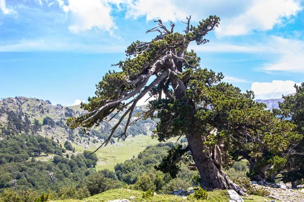 So called Garden of Gods in Pollino National park, where  the Bosnian pine, or Pinus Leucodermis lives, Basilicata , Italy