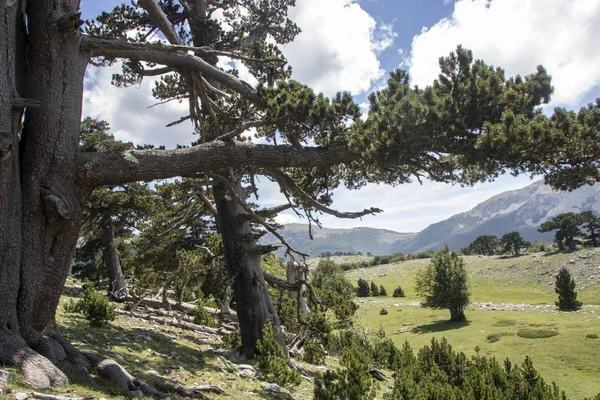Called Garden Gods Pollino National Park Bosnian Pine Pinus Leucodermis — Stock Photo, Image