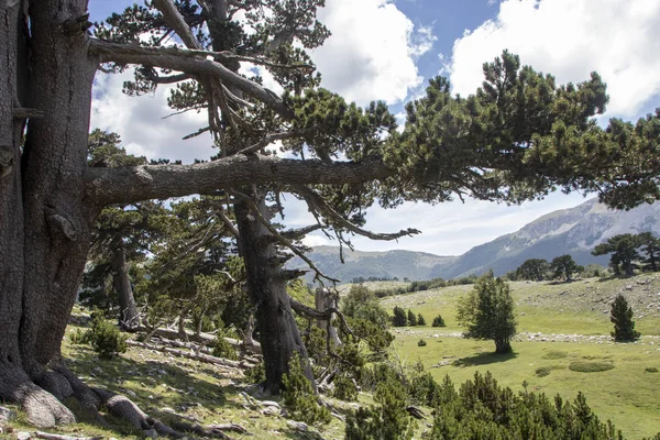 So called Garden of Gods in Pollino National park, where  the Bosnian pine, or Pinus Leucodermis lives, Basilicata , Italy