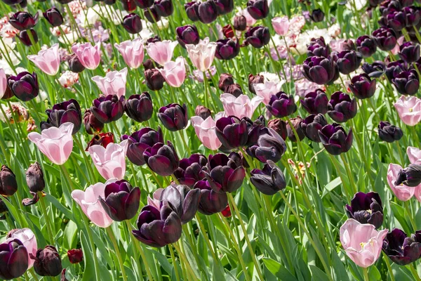 Tulpen Blühen Pralormo Castel Turin Piemonte Italien — Stockfoto