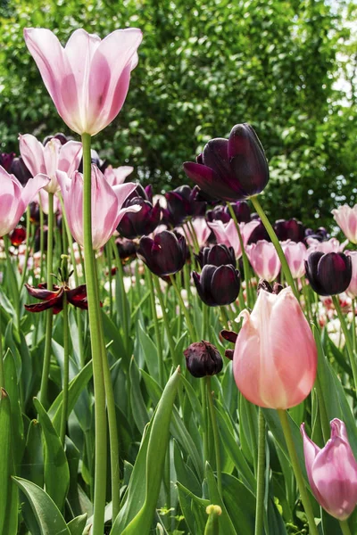 Tulpen Blühen Pralormo Castel Turin Piemonte Italien — Stockfoto