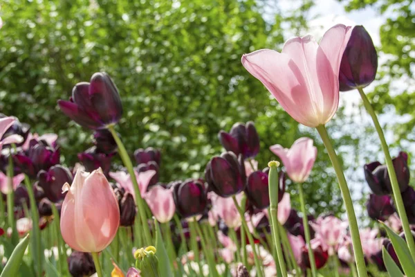 Tulpen Blühen Pralormo Castel Turin Piemonte Italien — Stockfoto