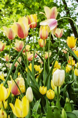 pralormo'nın castel, Torino, Piemonte, İtalya çiçek açan laleler