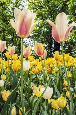 pralormo'nın castel, Torino, Piemonte, İtalya çiçek açan laleler