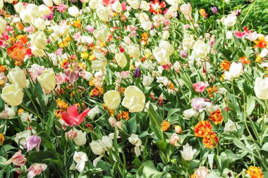 pralormo'nın castel, Torino, Piemonte, İtalya çiçek açan laleler