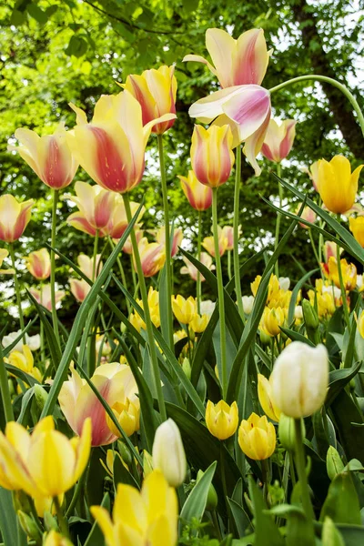 pralormo'nın castel, Torino, Piemonte, İtalya çiçek açan laleler