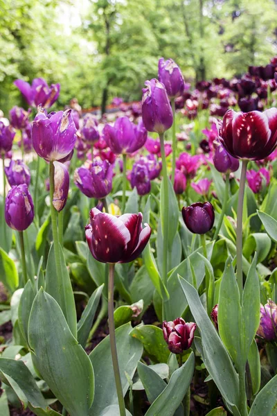 Tulpen Blühen Pralormo Castel Turin Piemonte Italien — Stockfoto