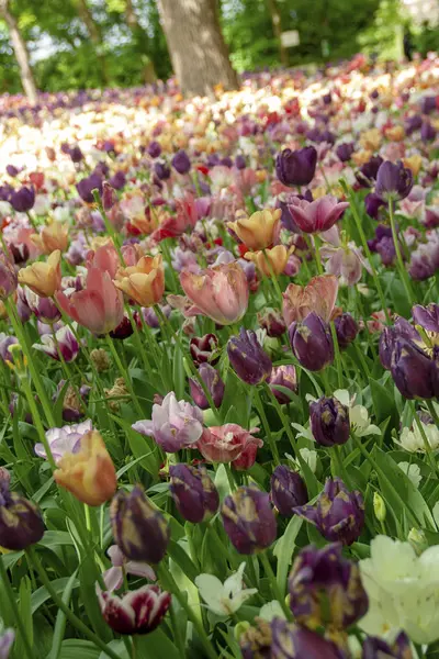 Tulpen Blühen Pralormo Castel Turin Piemonte Italien — Stockfoto