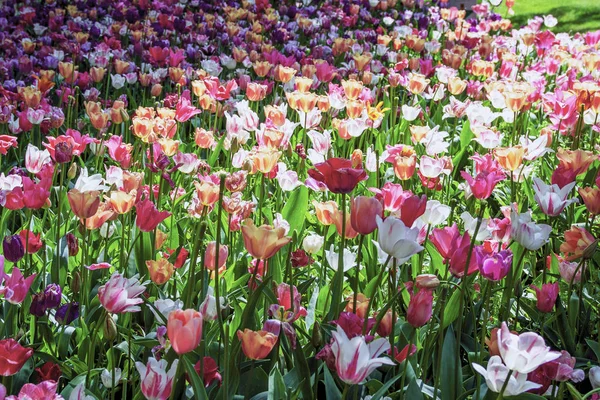 Tulpen Blühen Pralormo Castel Turin Piemonte Italien — Stockfoto