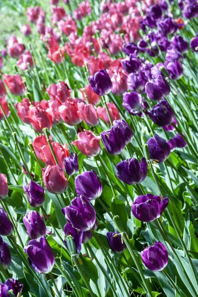 Tulpen Blühen Pralormo Castel Turin Piemonte Italien — Stockfoto