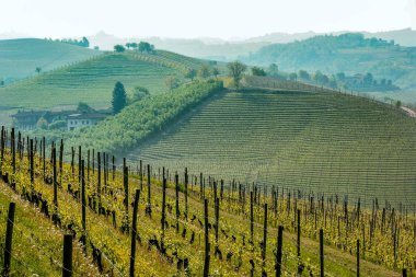 Bağ langhe, Piedmont, İtalya