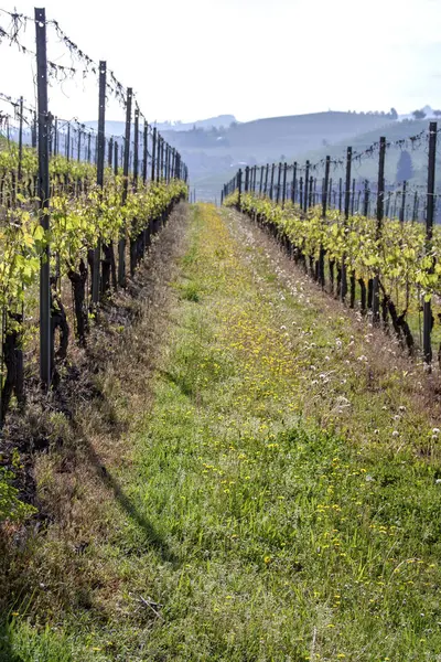 Vigneto Langhe Piemonte Italia — Foto Stock