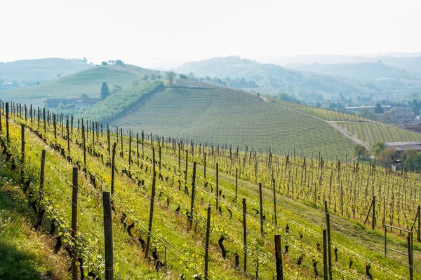 Vingård Langhe Piemonte Italien — Stockfoto