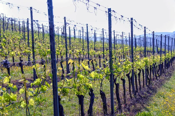 Vigneto Langhe Piemonte Italia — Foto Stock