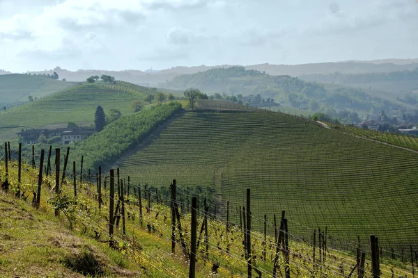 Dűlő Langhe Piemonte Olaszország — Stock Fotó