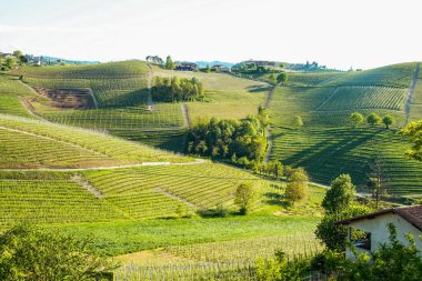 Langhe, Piedmont, İtalya manzarası