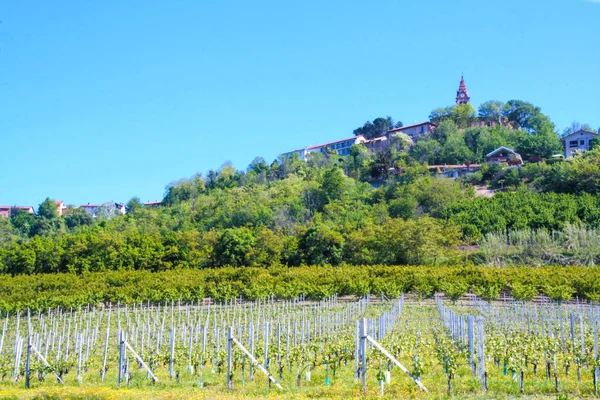 Landskap Lane Piemonte Italien — Stockfoto