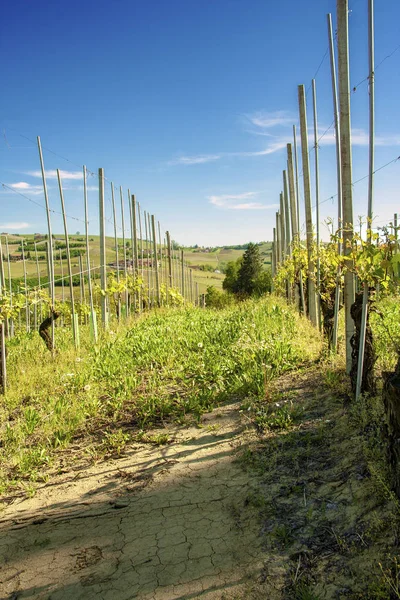 Vingård Langhe Piemonte Italien — Stockfoto