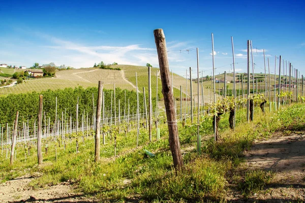 Vingård Langhe Piemonte Italien — Stockfoto