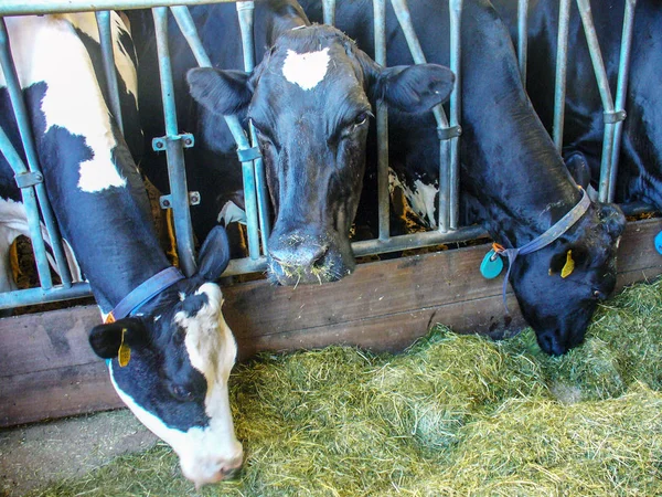 Establo Con Vacas Blancas Negras Holanda —  Fotos de Stock