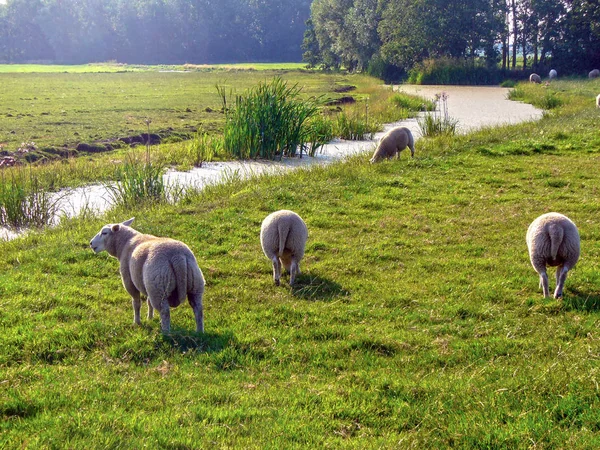 Landskap Holländska Landsbygden Med Kanaler Och Fåren — Stockfoto