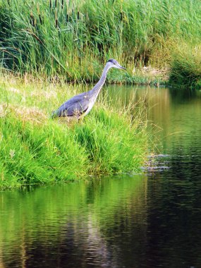 gri balıkçıl ayakta Hollanda kırsal kesimde