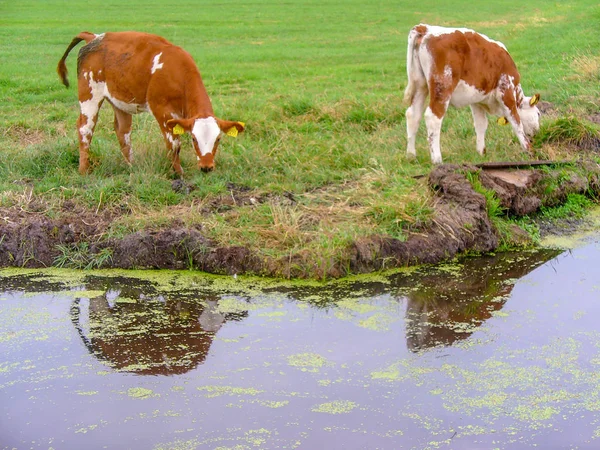 Paisaje Campo Holandés Con Canales Vacas —  Fotos de Stock