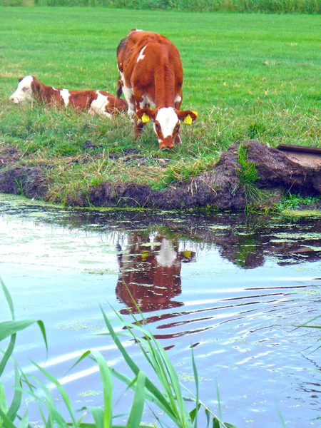 Paisaje Campo Holandés Con Canales Vacas —  Fotos de Stock