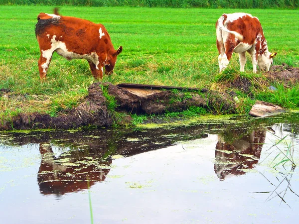 Paisaje Campo Holandés Con Canales Vacas —  Fotos de Stock