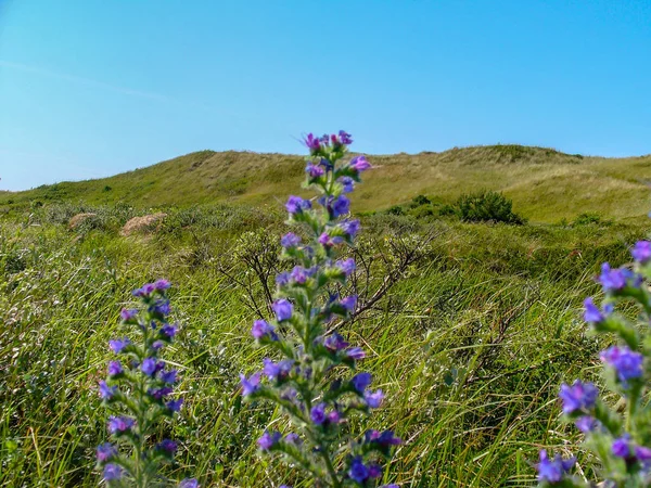 Sanddünen Auf Der Insel Texel Naturschutzgebiet Den Niederlanden — Stockfoto
