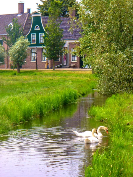 Hollandalı Tipik Çiftlik Zaanse Schans Park Bölgesinde Kuzey Hollanda Hollanda — Stok fotoğraf