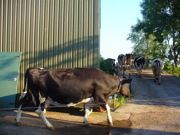 Row Black White Cows Coming Out Stable Netherlands — Stock Photo, Image