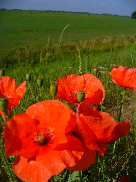 Lanskap Pedesaan Belanda Dengan Bunga Poppy Merah Yang Hidup Musim — Stok Foto