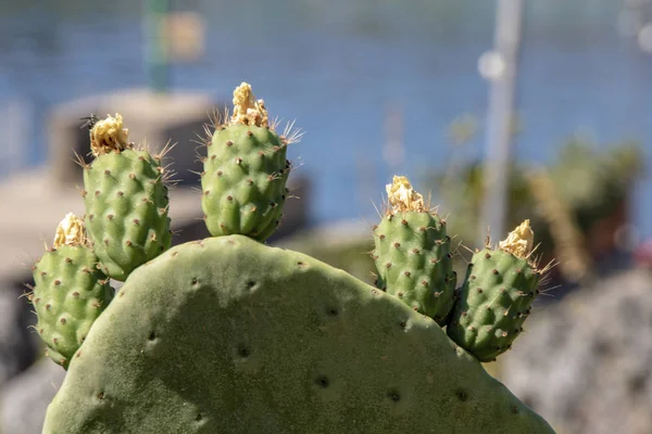 opuntia green leaves with prickly pears on the background of sea