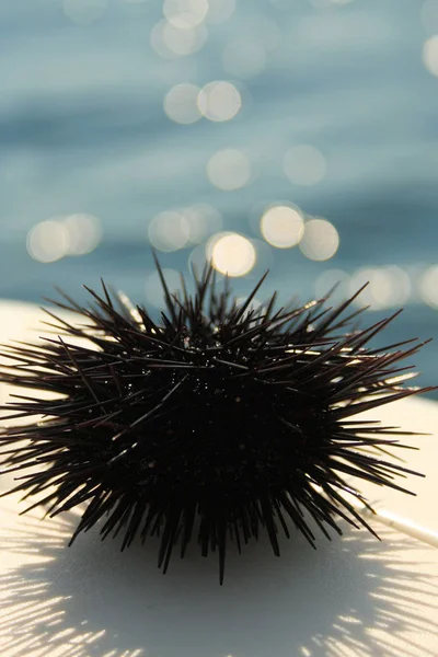 sea urchin on the deck of a boat with the background of sparkling sea