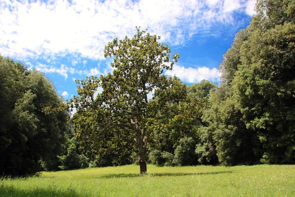 Capodimonte park — Stockfoto