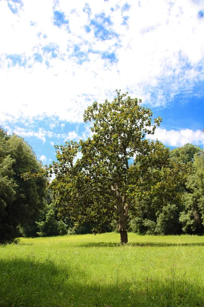 Capodimonte park — Stock Photo, Image