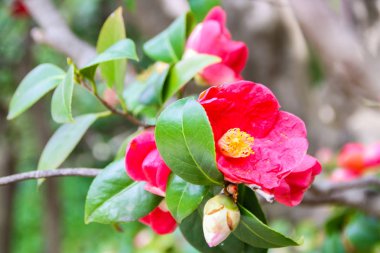 kamelya çiçekli ağaçlar