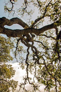 Villa Durazzo Pallavicini
