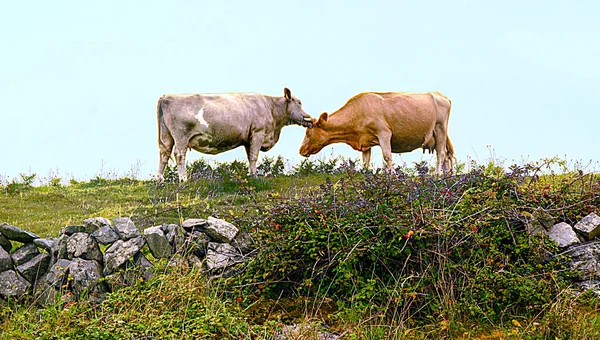 Två kor — Stockfoto