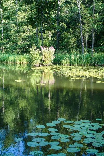 Lago en Finlandia —  Fotos de Stock