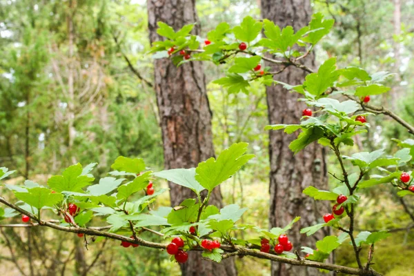 Branch with red berries in finnish woods — Stock Photo, Image