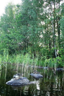 saimaa gölünde ördekler, Finlandiya