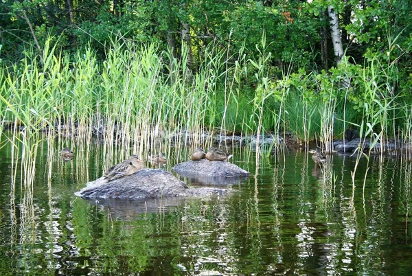 Patos en el lago Saimaa, Finlandia —  Fotos de Stock