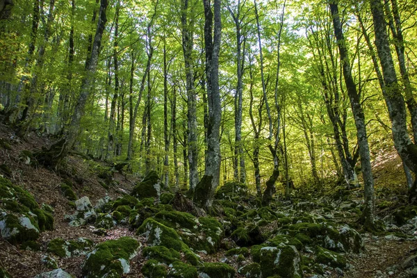 Буковые леса — стоковое фото