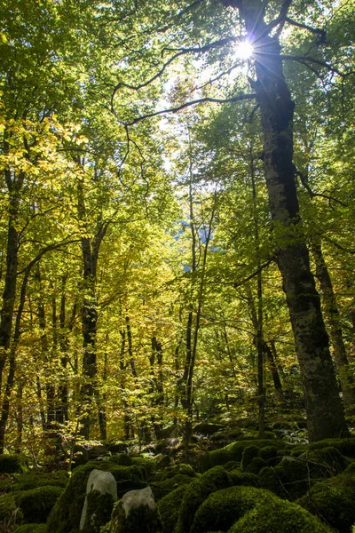 Bukové lesy — Stock fotografie