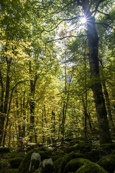 Буковые леса — стоковое фото
