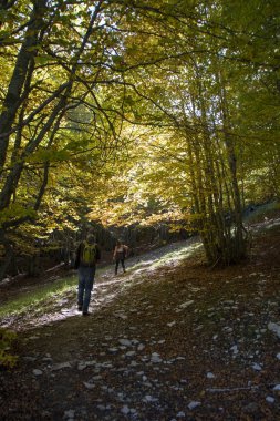 Kayın Ormanları